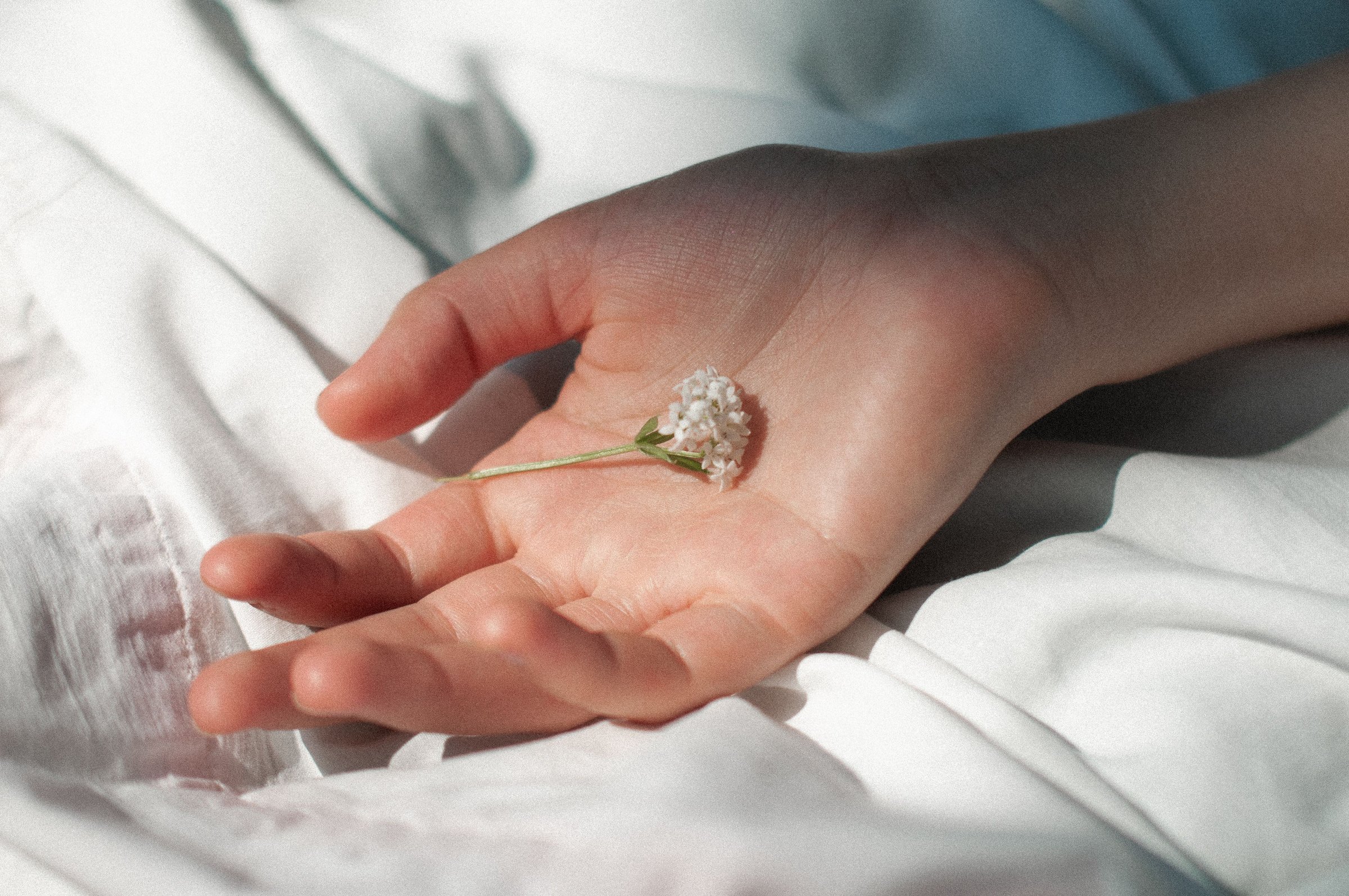 A hand cradling a small pressed flower