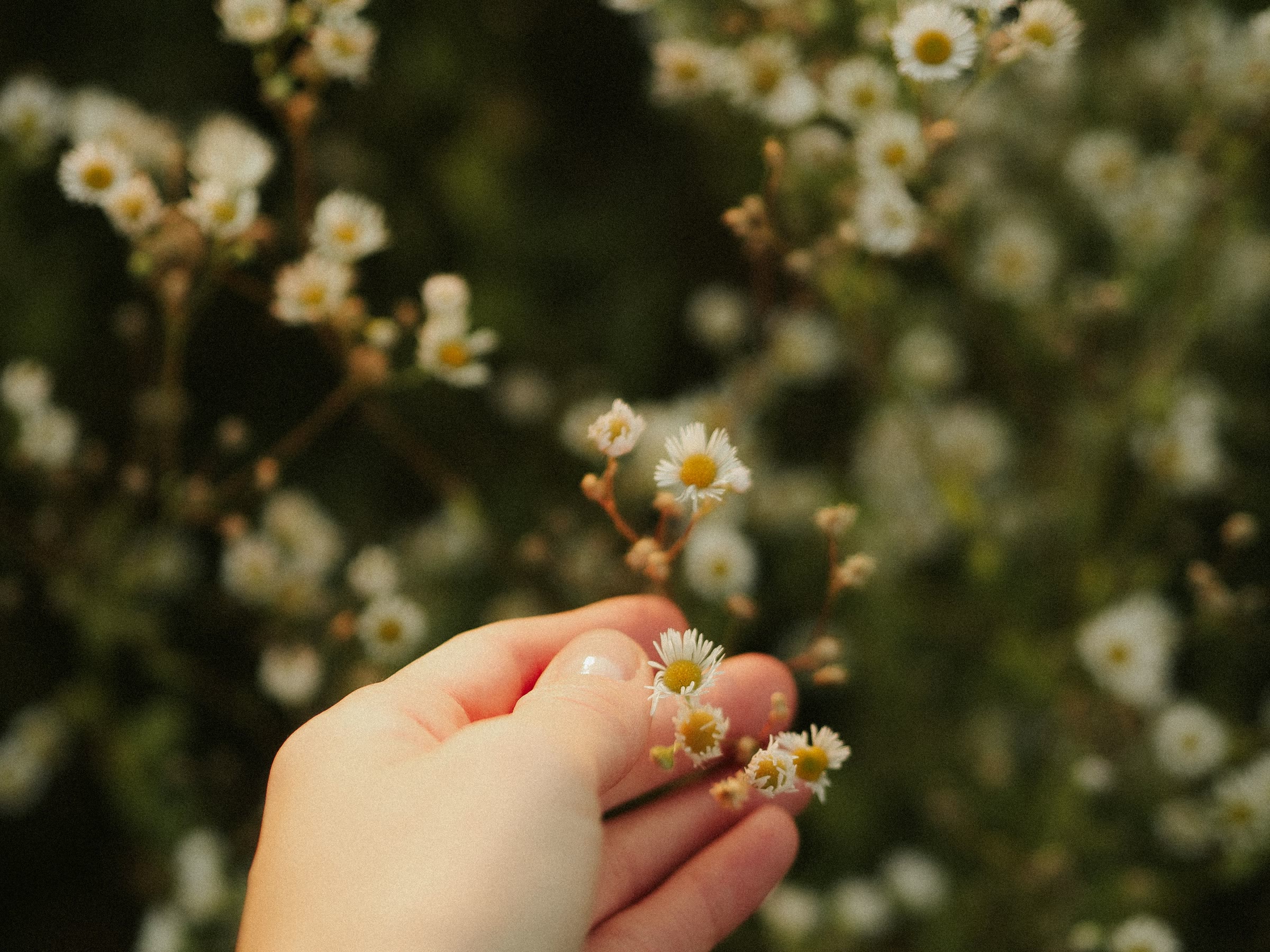 A hand picking small daisy-like flowers